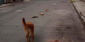 Investiga FGE hallazgo de cinco perros muertos en la Primo Tapia Poniente de Morelia