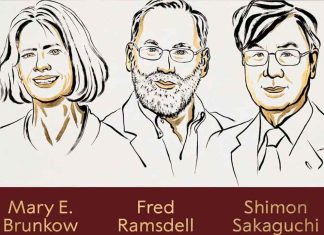 Nobel de Medicina 2025: descubren cómo se regula el sistema inmune