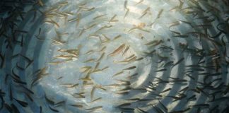 Compesca libera 30 mil crías de pez blanco y acúmara en el lago de Pátzcuaro