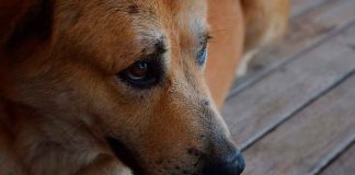 🐾 Fiscalía de Michoacán investiga presunto envenenamiento masivo de perros en Paracho