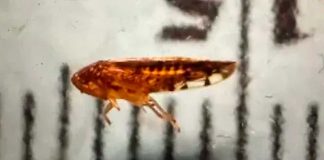 Estados Unidos detecta plaga “Osbornellus Salsus” aparentemente proveniente de México