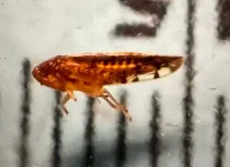 Estados Unidos detecta plaga “Osbornellus Salsus” aparentemente proveniente de México