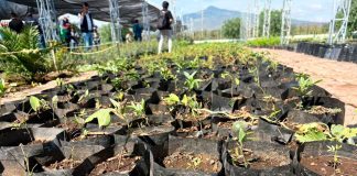 Comienza el rescate del bosque Morelos