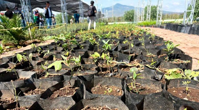 Comienza el rescate del bosque Morelos