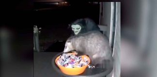 #VIDEO|| Decoración de Halloween asusta a una zarigüeya en el tazón de dulces.