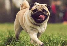 ¡Domingo de pug party en Morelia! No faltes al Encuentro Pug 2025 en Bosque Cuauhtémoc. ¡Diversión, premios y más!