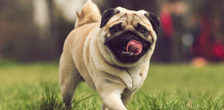 ¡Domingo de pug party en Morelia! No faltes al Encuentro Pug 2025 en Bosque Cuauhtémoc. ¡Diversión, premios y más!