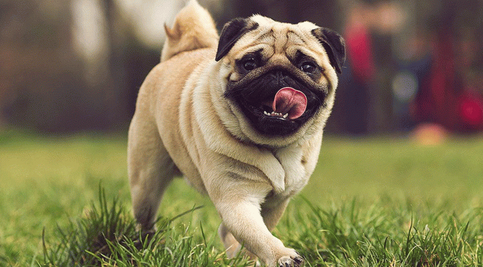 ¡Domingo de pug party en Morelia! No faltes al Encuentro Pug 2025 en Bosque Cuauhtémoc. ¡Diversión, premios y más!