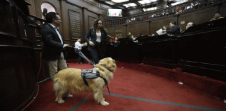 Congreso del Estado aprueba que personas con discapacidad se desplacen libremente con animales de asistencia