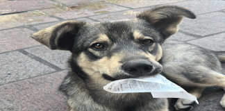 Maclovio encontró un hogar: así concluye la travesía del perrito que conmovió al FICM 2025