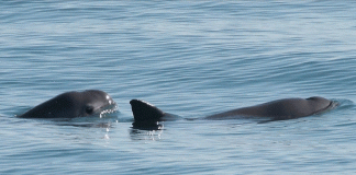 Crucero de conservación registra hasta 10 vaquitas marinas en el Alto Golfo de California