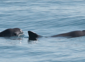 Crucero de conservación registra hasta 10 vaquitas marinas en el Alto Golfo de California