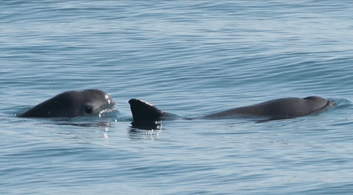Crucero de conservación registra hasta 10 vaquitas marinas en el Alto Golfo de California