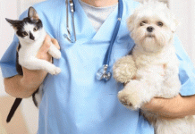 SSM llevará jornada gratuita de esterilización animal a la isla de Janitzio