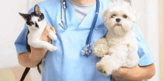 SSM llevará jornada gratuita de esterilización animal a la isla de Janitzio