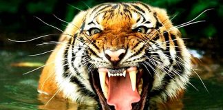 Tigre de Bengala se escapa de zoológico en Puebla tras fuertes lluvias