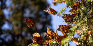 La mariposa monarca se desvía en su ruta a Michoacán