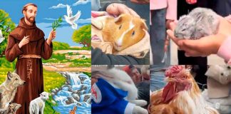 #Video || “Entre ladridos y bendiciones”: miles de mascotas celebran el Día de San Francisco de Asís