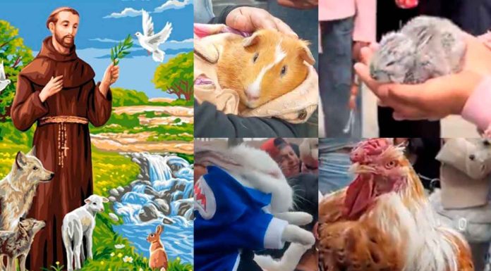 #Video || “Entre ladridos y bendiciones”: miles de mascotas celebran el Día de San Francisco de Asís
