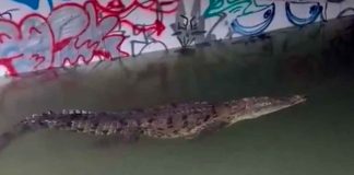 #Video| Puerto Vallarta bajo el agua: tormenta provoca inundaciones, avistamiento de cocodrilos y más de 300 viviendas afectadas