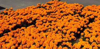 Morelia se llena de cempasúchil, más de 12 mil flores adornarán la ciudad por el Día de Muertos