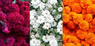 Cempasúchil, terciopelo y nube: descubre el significado de las flores del Día de Muertos