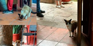 Desmiente PROFEPA acusaciones de desalojo de gatos de sus instalaciones