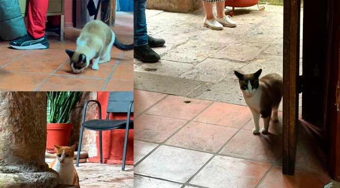 Desmiente PROFEPA acusaciones de desalojo de gatos de sus instalaciones