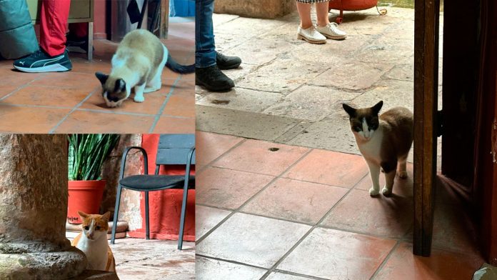 gatitos