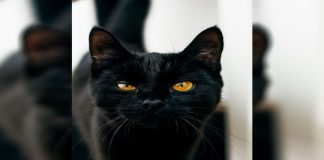 ¿Por qué los gatos negros se asocian con la mala suerte?