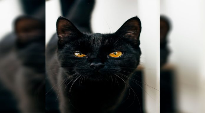 ¿Por qué los gatos negros se asocian con la mala suerte?