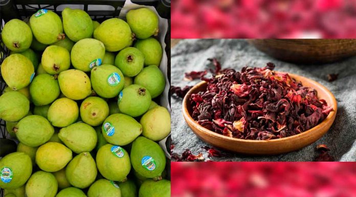 Guayaba y jamaica, orgullos michoacanos con alto valor económico y distintivo de origen: Sedeco