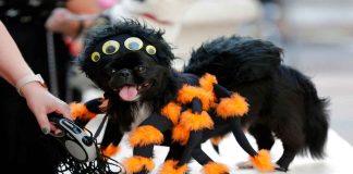 Conviértete en el dueño más creativo de la CDMX: concurso de disfraces, juegos, adopciones y mucho más. Halloween llega al Centro Cultural Futurama