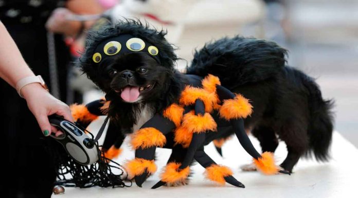 Conviértete en el dueño más creativo de la CDMX: concurso de disfraces, juegos, adopciones y mucho más. Halloween llega al Centro Cultural Futurama