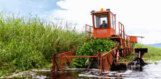 Inicia programa para rehabilitar más de 60 hectáreas del lago de Cuitzeo: Compesca