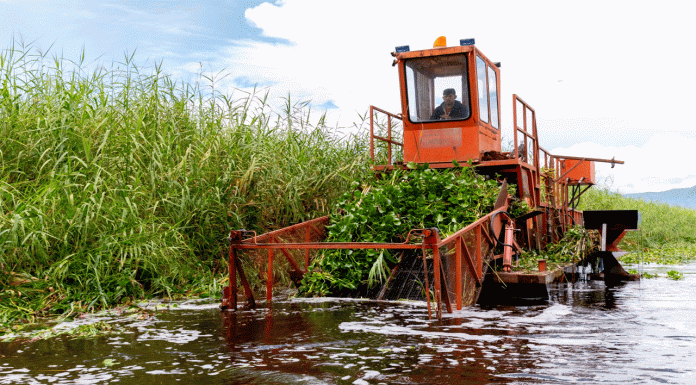 Inicia programa para rehabilitar más de 60 hectáreas del lago de Cuitzeo: Compesca