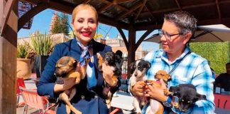 IMPA busca que perritos sin hogar puedan desfilar por el FICM