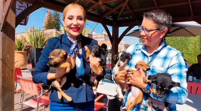 IMPA busca que perritos sin hogar puedan desfilar por el FICM