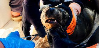 Desenmallan 8 ejemplares de lobo marino, en Baja California
