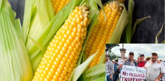 Gobierno de Michoacán y federal ofrecen 6 mil 50 pesos por tonelada a productores de maíz