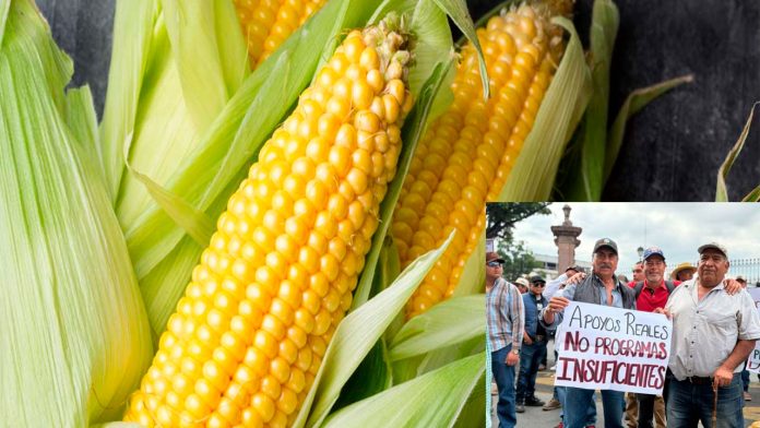 maíz-agircultores