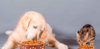 PAN propone eliminar impuestos a alimentos y medicinas para mascotas