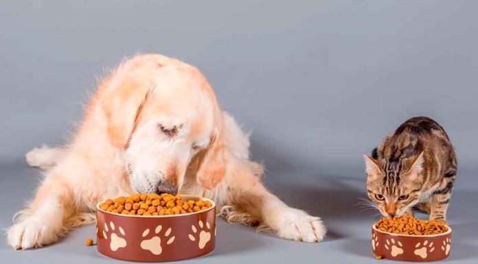 PAN propone eliminar impuestos a alimentos y medicinas para mascotas