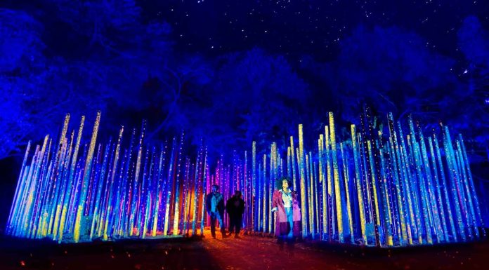 Chapultepec nunca se vio igual: luces, música y naturaleza se unen en Light Cycles