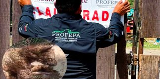 Profepa anuncia clausura total al zoológico La Pastora, en donde se encontraba la osa Mina