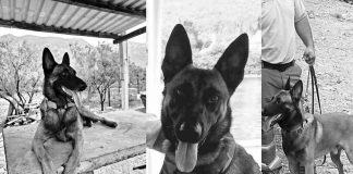 Vuela alto, Odín: El último adiós a un héroe de cuatro patas