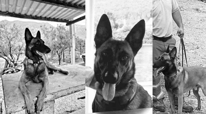 Vuela alto, Odín: El último adiós a un héroe de cuatro patas