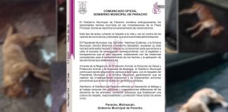Indignación en Paracho: mueren 15 perros tras ser envenenados en la plaza principal