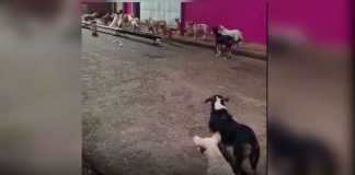 #VIDEO || Los perros que no olvidaron: hijos de una mujer continúan su legado de amor tras su partida