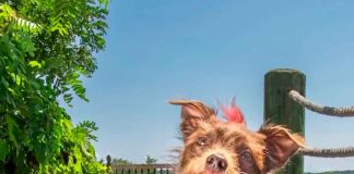 🐶 Bastián, el rat terrier rescatado que pasó del huracán a conquistar el corazón del mundo